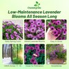 Outsidepride Lavender Osteospermum African Daisy Seeds - 20 Pcs. Perennial
