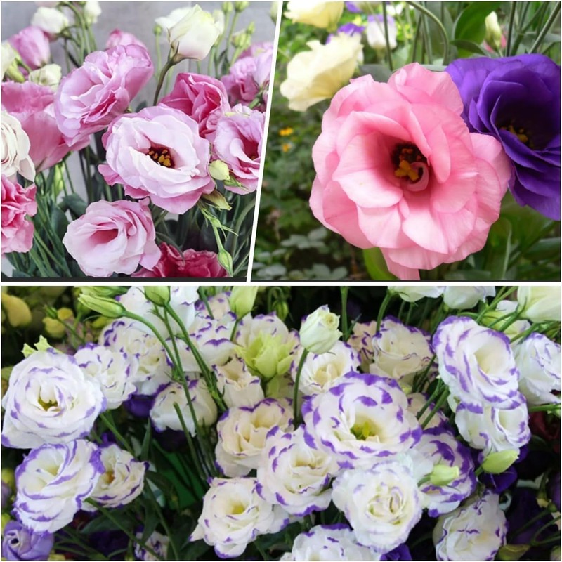 Fresh 100pcs Mixed Eustoma Flower Seeds for Planting, Easy-to-Grow Lisianthus