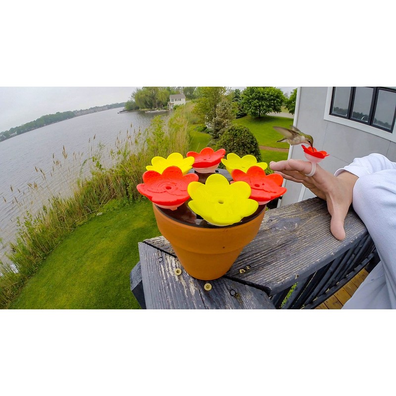 3-Pack - ZUMMR Hummingbird Ring Feeder - Hand Feed Hummingbirds