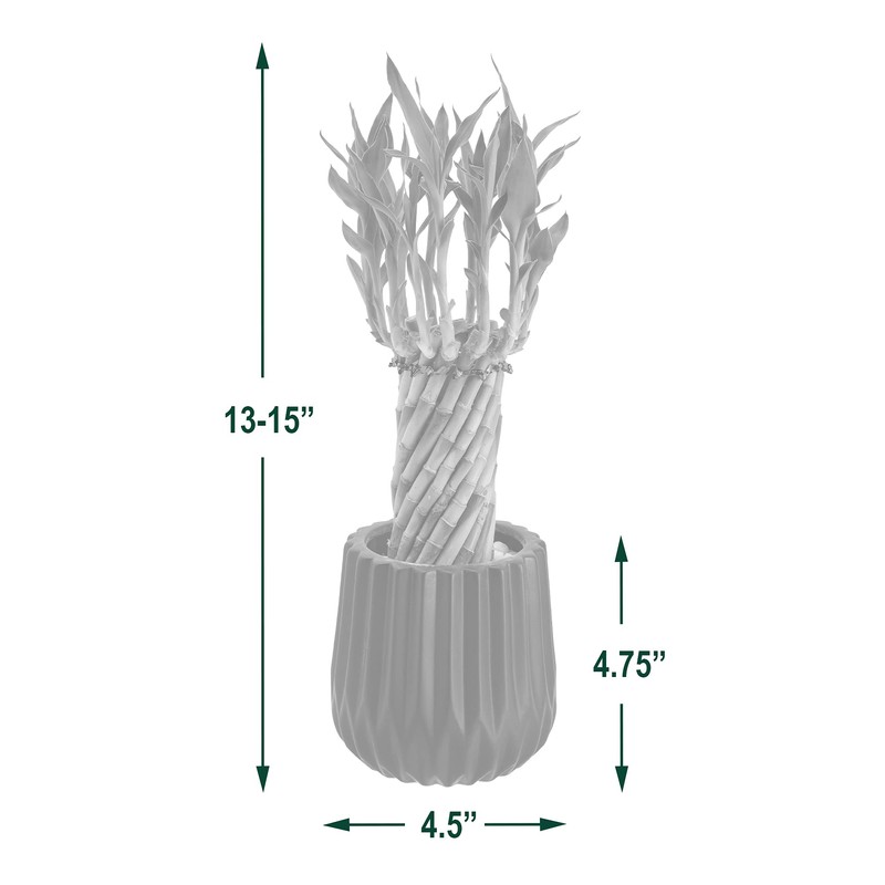 Arcadia Garden Products LV38 Tornado Lucky Bamboo, Live Indoor Plant