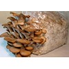KIRA SEEDS - Oyster Mushrooms Spores - Heirloom Vegetable -