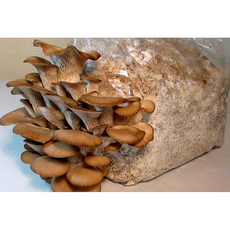 KIRA SEEDS - Oyster Mushrooms Spores - Heirloom Vegetable -