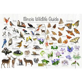 Illinois Wildlife Guide Nature Poster -Science Chart Divided into State Birds, Mammals, Wildflowers, and Butterflies (20" x 30")