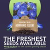 Morning Glory Seeds Heavenly Blue - Large 1 Ounce Packet