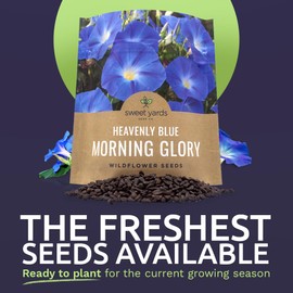 Morning Glory Seeds Heavenly Blue - Large 1 Ounce Packet - Over 1,000 Flower Seeds