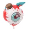Anatomical Model of Human Eye, Educational Representation of Eyeball Anatomy