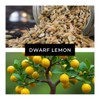 Dwarf Lemon Bonsai Tree Seeds, 20 Seeds, Grow a Delicious
