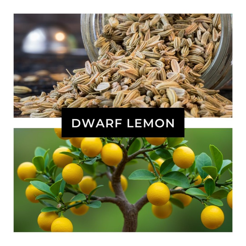 Dwarf Lemon Bonsai Tree Seeds, 20 Seeds, Grow a Delicious
