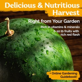 KVITER 50 Sugar Baby Watermelon Seeds for Planting – Heirloom, Organic Fruit Seeds – Extra-Sweet Melon, Mini Watermelon Seeds – Ideal Plant Seeds for Outdoor Gardening