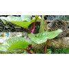 Does Not Apply Red Stem Malabar Spinach Seeds Basella alba