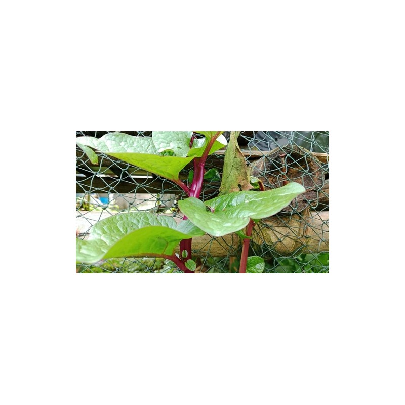 Does Not Apply Red Stem Malabar Spinach Seeds Basella alba
