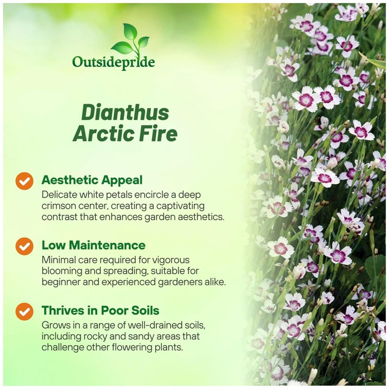 Outsidepride Maiden Pink White Dianthus Seeds for Planting - 5000