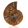 ANCLLO Ammonite Fossil Snail Specimen, Ammonite Fossil Specimen Shell Natural