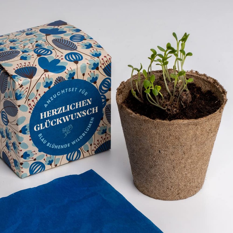 Resetea Growing Set Happy Birthday, Levkojen, St. John's Wort and