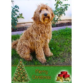 Labradoodle Dog Christmas Card 'Merry Christmas' - Special Animal Xmas Card for Him Her from Pets Kids