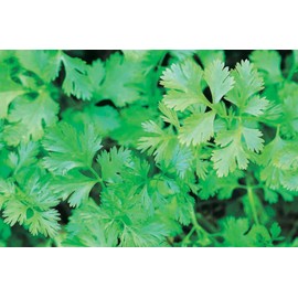 T & T Premium Cilantro Seeds - Aromatic Herb for Culinary Delight, Ideal for Indoor and Outdoor Gardening, Medicinal Uses, Thrives in Light Soil, Non-GMO (25 Grams)