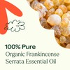 Plant Therapy Organic Frankincense Serrata Essential Oil 100% Pure, USDA