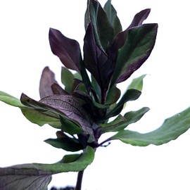 Honeysuckle Live Plant Lonicera Japonica One Starter Plant in 2" Pot | California Grown | Zones: 4–9