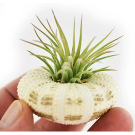 Florida Shells and Gifts 2 Beautiful Air Plants in Gator Sea Urchin Nautical Gift Beach Wedding Deco