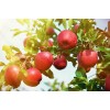 CZ Grain Apple Tree Seedlings for Planting - Malus Pumila,