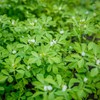 Outsidepride Fenugreek & Microgreens Seeds - 2000 Pcs. Annual, Versatile
