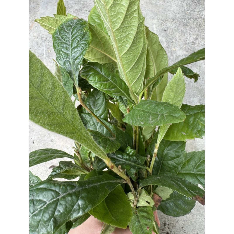 Tree 5 LOQUAT FRUIT TREE -NO POT- 7”+ FREE SHIPPING