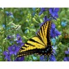 1000 Delphinium Rocket Larkspur Seeds Giant Imperial Mix - Premium