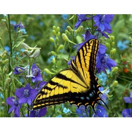 1000 Delphinium Rocket Larkspur Seeds Giant Imperial Mix - Premium Non-GMO, Open Pollinated, US Grown Seed, Always Fresh!