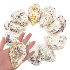 10pcs 3-4in Concave Oyster Shells, Oyster Shells for Crafts,Nautical Decor Vase Filler, Shells Bulk for Home Decor, DIY Crafts Sea Shells, Candle Making