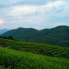 100g Fuding White Tea Traditional Craft Tea Organic Date Fragrant
