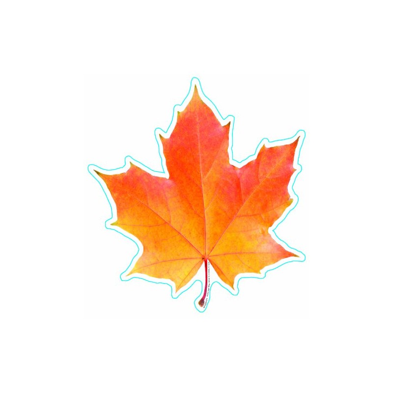 Eureka Photo Image of A Fall Leaf, 5" Paper Cut-Outs,