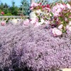Pink Creeping Baby's-Breath 1000 Seeds Gypsophila Repens Rosea Groundcovers for
