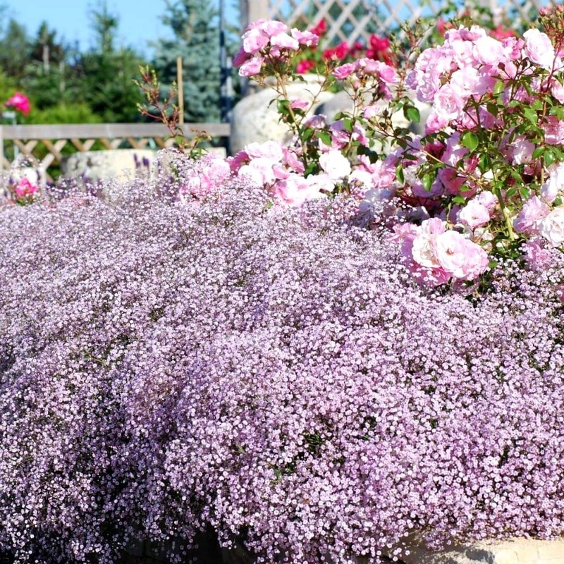 Pink Creeping Baby's-Breath 1000 Seeds Gypsophila Repens Rosea Groundcovers for