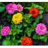 SeedsUP - 100+ Zinnia Elegans Liliput Dwarf Mix - Flower