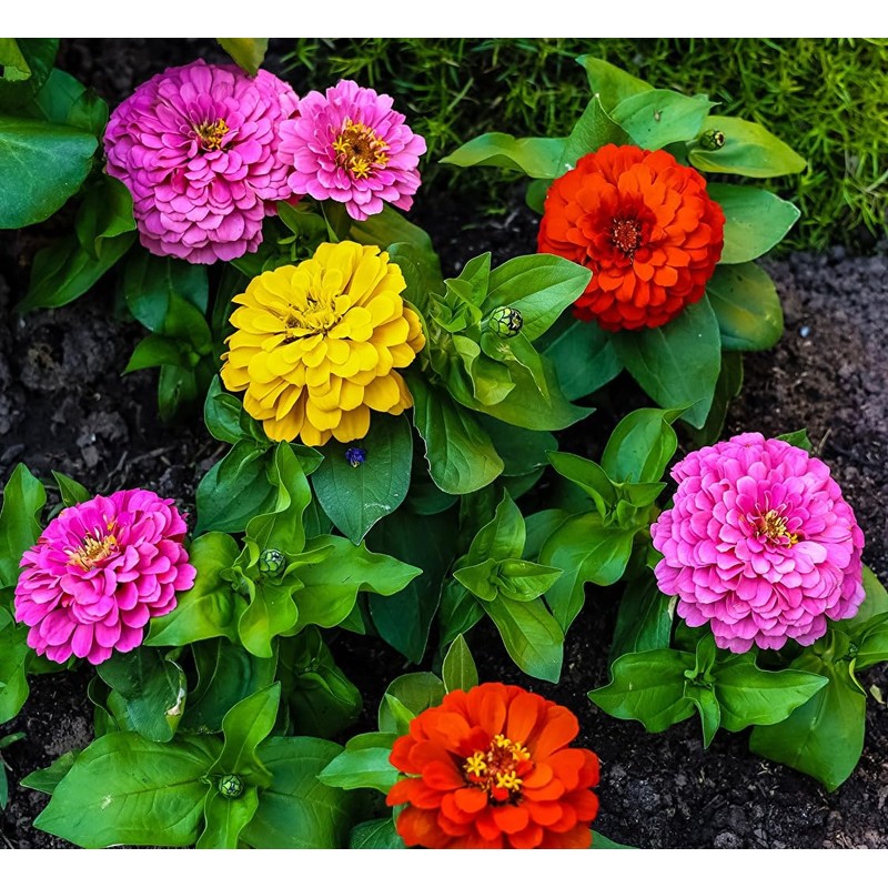 SeedsUP - 100+ Zinnia Elegans Liliput Dwarf Mix - Flower
