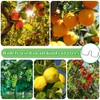 YeahBoom 22 pieces 10 cm branch support for fruit trees,