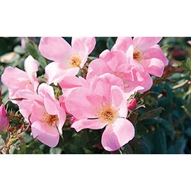 Green Promise Farms Rosa Blushing Knock Out (Reblooming) Rose, #3-Size Container, Light Pink Flowers