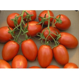 Mai's Family 500 Roma VF Tomato Seeds | NON-GMO | Heirloom | Fresh Vegetable Seeds