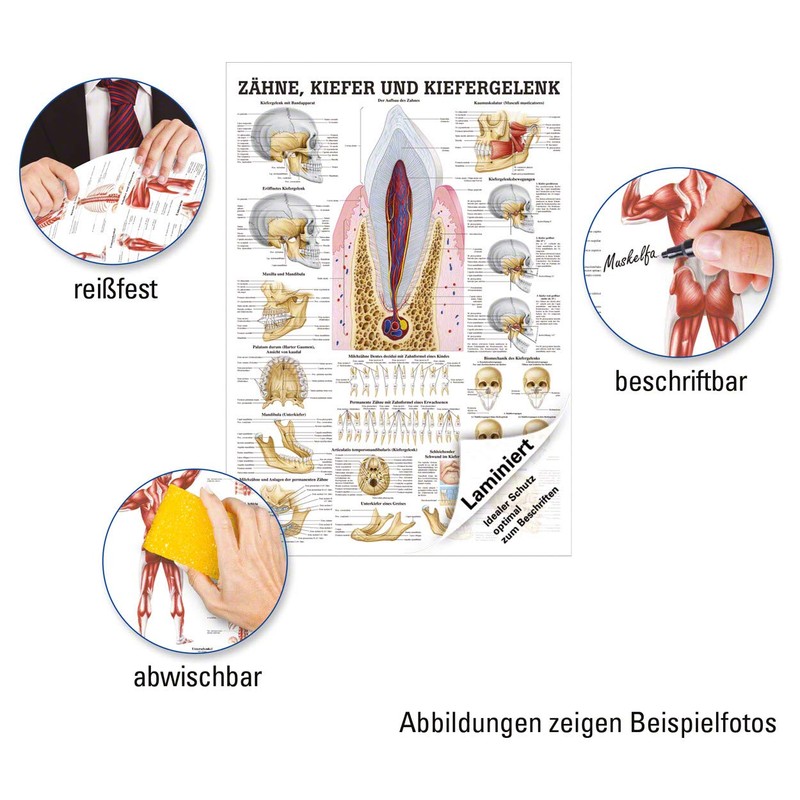Teeth and Jaw Joint Mini Poster Anatomy 34x24 cm Medical