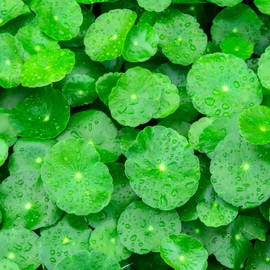 1100 Green Gotu Kola Seeds - Hat Rau Ma - Big Leaf Seed Centella Asiatica Vegetable Indian Pennywort| Non GMO | Organic | Heirloom
