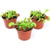 Altman Plants Live Venus Fly Traps Carnivorous Plants (3PK), Live