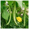 Everwilde Farms - 1 Oz Organic Provider Green Bean Seeds