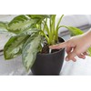 Miracle-Gro Indoor Plant Food Spikes, Plant Fertilizer, 1.1 oz., 24