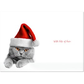 doodlecards From The Cat Christmas Card Grey Cat with Santa Hat Medium Size Christmas Card for From The Cat with Plain Envelope