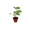 Ficus Benjamina Variegated- 2" from California Tropicals