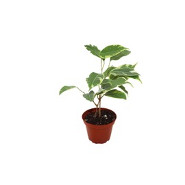 Ficus Benjamina Variegated- 2" from California Tropicals