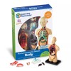 Learning Resources Human Body Model, 31 Pieces, Grades 3+, Ages