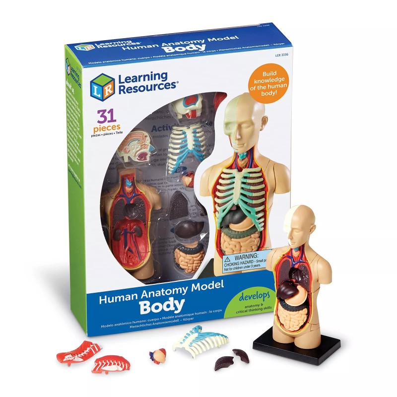 Learning Resources Human Body Model, 31 Pieces, Grades 3+, Ages