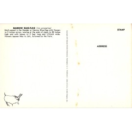 by Sale-Niagara NARROW BLUE-FLAG (Iris prismatica), NWF Postcard