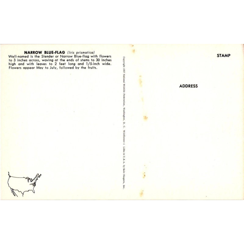 by Sale-Niagara NARROW BLUE-FLAG (Iris prismatica), NWF Postcard